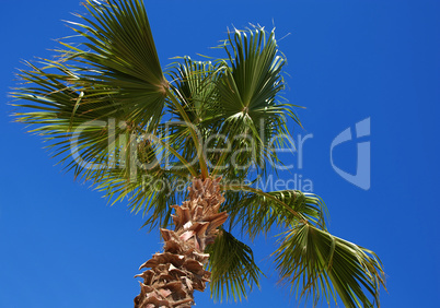 Palm tree