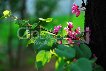 Eastern redbud