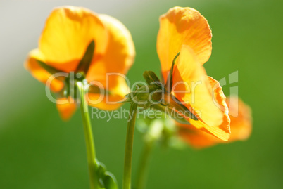 Yellow viola