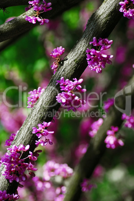 Eastern redbud