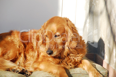 Golden retriever dog