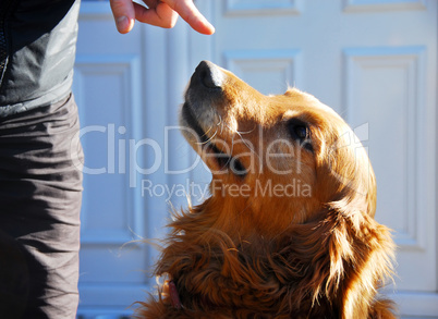 Guilty golden retriever dog portrait