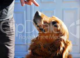 Guilty golden retriever dog portrait
