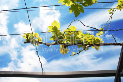 Vine branch over blue sky
