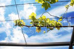 Vine branch over blue sky