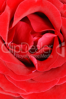 Red rose petals