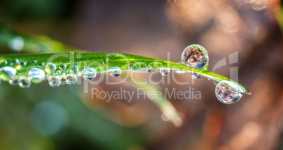 Grass with drops