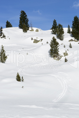 Ski run between green firs in the snowy Austrian Alps