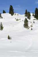 Ski run between green firs in the snowy Austrian Alps