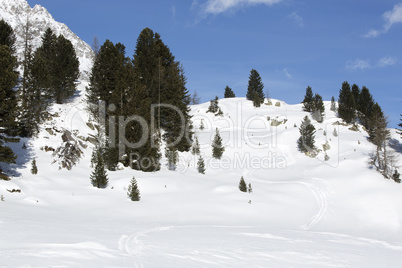 Green fir trees in snowy Austrian Alps