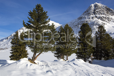 Green fir trees in snowy Austrian Alps