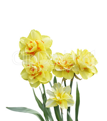 Daffodil Flowers