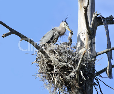 Great Blue Herons