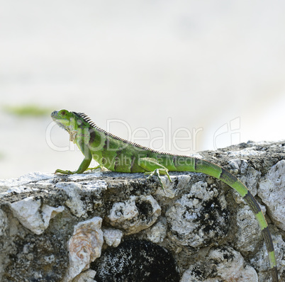 Green Iguana