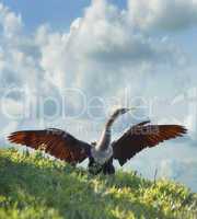 Male American Anhinga (Anhinga anhinga)