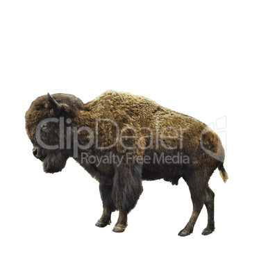 American Bison