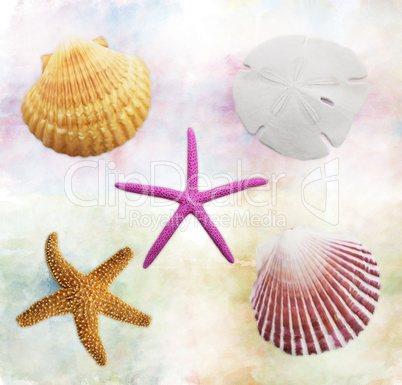 Shells Background