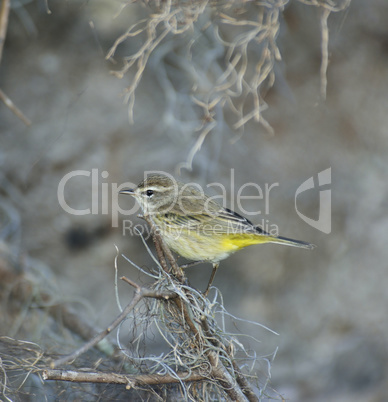 Warbling Vireo