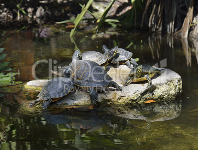 Yellow-bellied Slider Turtles