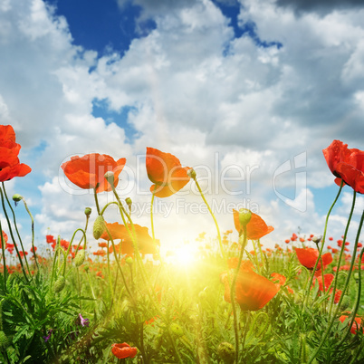 field with poppies and sun on blue sky