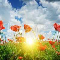 field with poppies and sun on blue sky