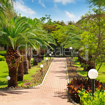 alley with tropical palm trees and lawn