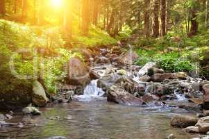 river, forest and sun