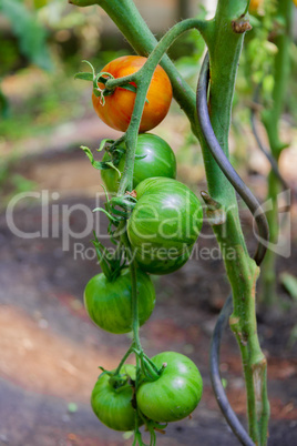 tomatoes on a branch