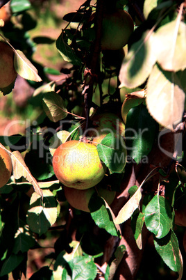 Apple tree with ripe apples