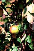 Apple tree with ripe apples