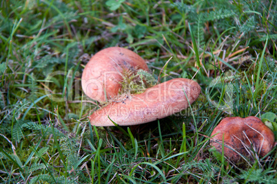 in the meadow mushroom