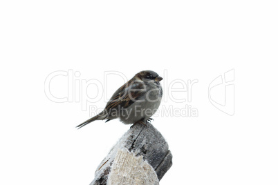 Sparrow isolated on the tree with hoarfrost