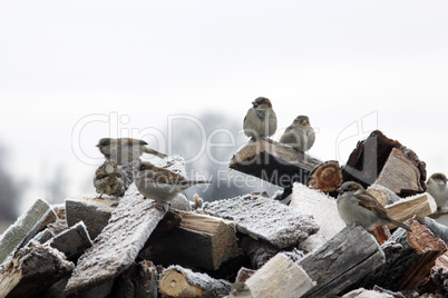 Sparrows sitting on the fire woods with hoarfrost