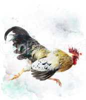Rooster Running