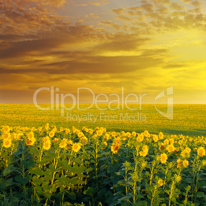 field of sunflowers and sunrise