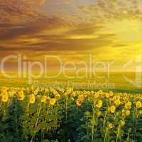 field of sunflowers and sunrise