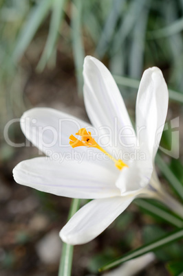 White crocus