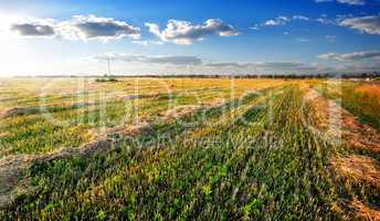 Hay on field