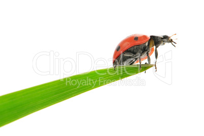 ladybird on green leaf