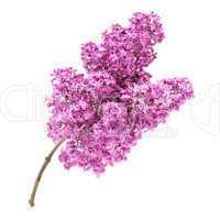 Pink lilac branch