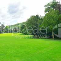 Beautiful meadow in the park