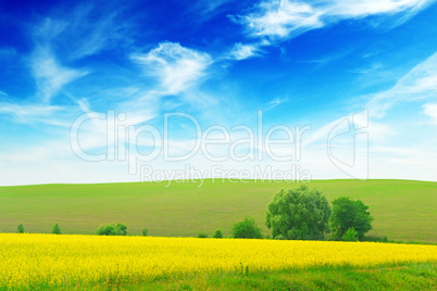 green field and blue sky