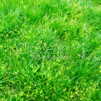 Green grass on a spring field