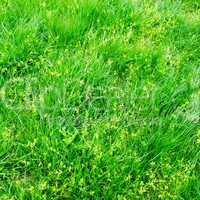 Green grass on a spring field