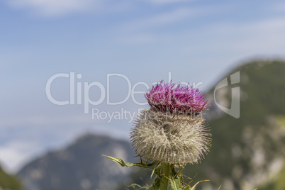 Alpine thistle (Carduus defloratus)