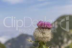 Alpine thistle (Carduus defloratus)