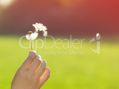 woman blowing on a dandelion