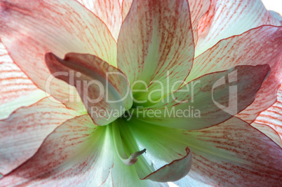 Amaryllis