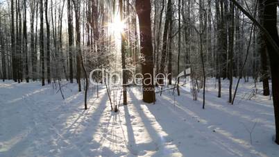 Winter forest, lit by the sun