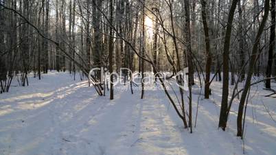 Winter forest, lit by the sun